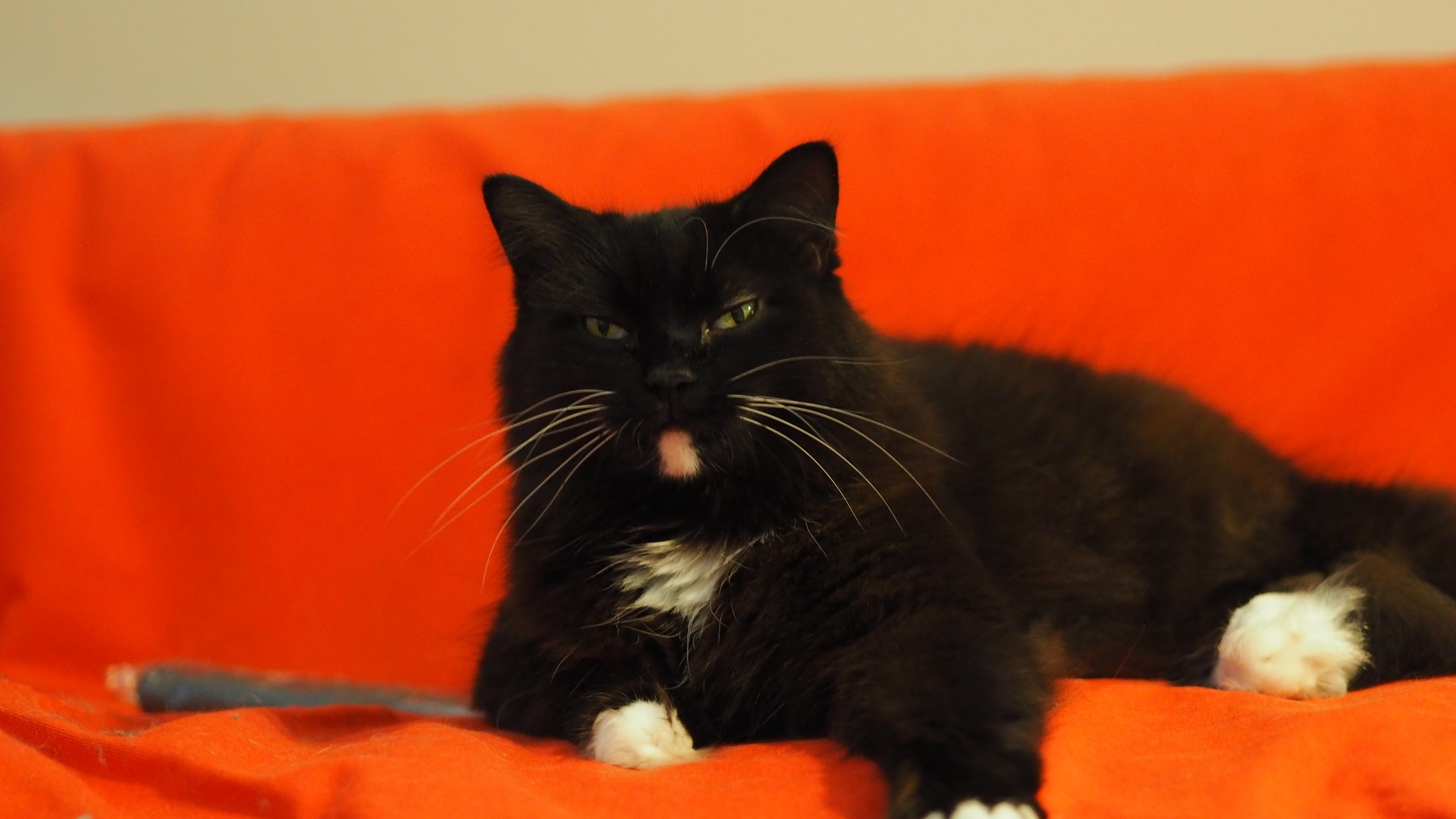 Oreo, a black-and-white tuxedo cat, lying on an orange blanket: the one real photo the project started from.